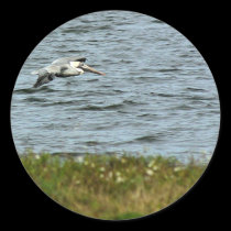 Great Blue Heron, Kennedy Space Center stickers