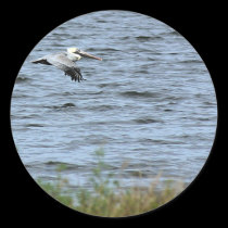 Great Blue Heron, Kennedy Space Heron stickers