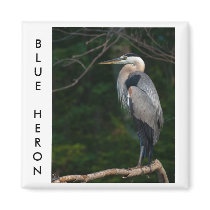 Great Blue Heron Refrigerator Magnets