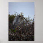 Great Blue Heron (Nest with baby) posters