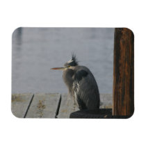 Great Blue Heron photo magnet magnets