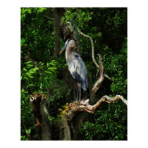 Great Blue Heron Photo Print Poster