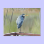 Great Blue Heron Postcard