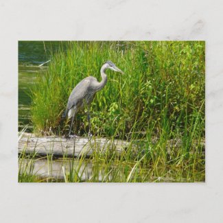 Great Blue Heron postcard