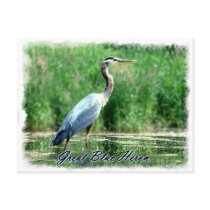 Great Blue Heron postcards