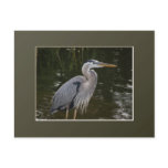 Great Blue Heron Postcard