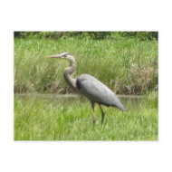 Great Blue Heron postcard