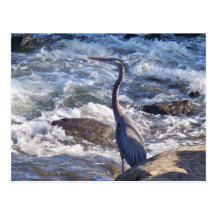 Great Blue Heron Postcard