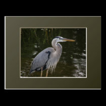 Great Blue Heron postcards