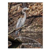 Great Blue Heron Postcard