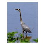 Great Blue Heron Postcard
