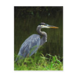 Great Blue Heron Postcard 3