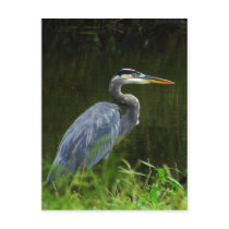 Great Blue Heron Postcard 3