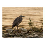 Great Blue Heron Postcards