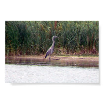 Great Blue Heron posters