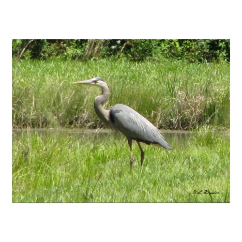 Great Blue Heron print