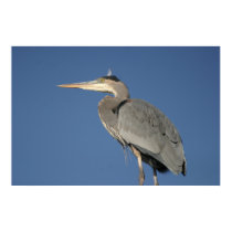 Great Blue Heron Poster posters