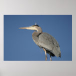 Great Blue Heron Poster posters
