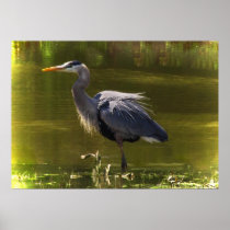 Great Blue Heron Posters