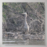 Great Blue Heron Print
