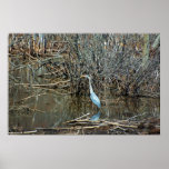 Great Blue Heron posters