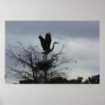 Great Blue Heron posters