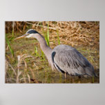 Great Blue Heron Posters