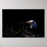 Great Blue Heron posters