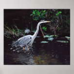 Great Blue Heron - Print