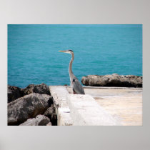 Great Blue Heron Print