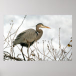 Great Blue Heron Poster Print