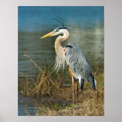 Pictures Of Great Blue Heron - Free Great Blue Heron pictures 