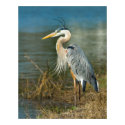 Great Blue Heron Print