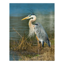 Great Blue Heron Print by GrandmaDee Great Blue Heron Print