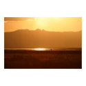 Great Blue Heron Sunset posters by Freese Great Blue Heron Sunset posters