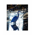 great blue heron t-shirts
