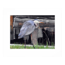 Great Blue Heron Waiting Posters