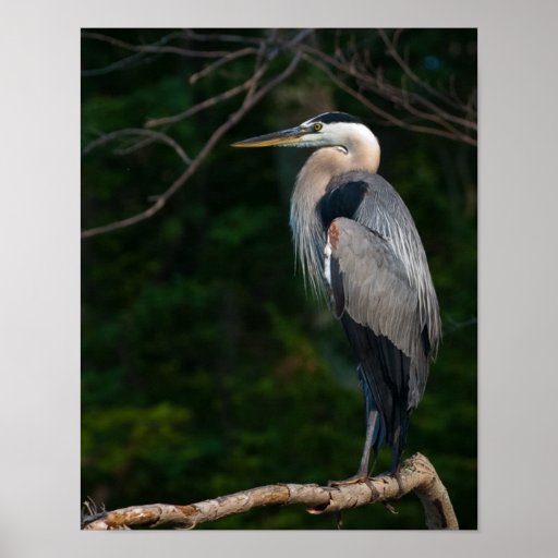 Great Blue Heron Wall Art Zazzle