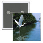 Great blue heron (white phase), Key Largo, Florida Button