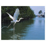 Great blue heron (white phase), Key Largo, Florida flyers