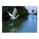 Great blue heron (white phase), Key Largo, Florida Post Card