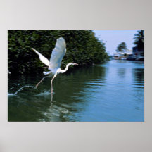 Great blue heron (white phase), Key Largo, Florida Poster