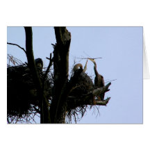 great blue herons at cathedral pines greeting cards