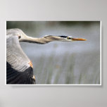 Great Blue In Flight Print