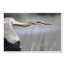 Great Blue In Flight posters by wildlifezoo Great Blue In Flight posters