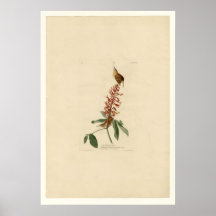 Great Carolina Wren Posters