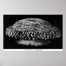 Great Crambactis Poster