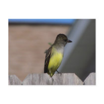 Great Crested Flycatcher Postcard