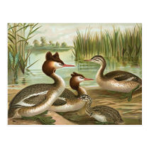 Great Crested Grebe postcards
