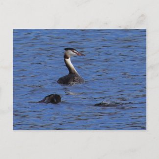 Great Crested Grebe postcard